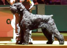 Crufts Dog Show