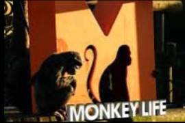 Monkey Life